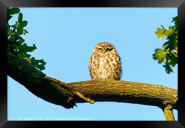 Little Owl frown Framed Print by Chris Rabe
