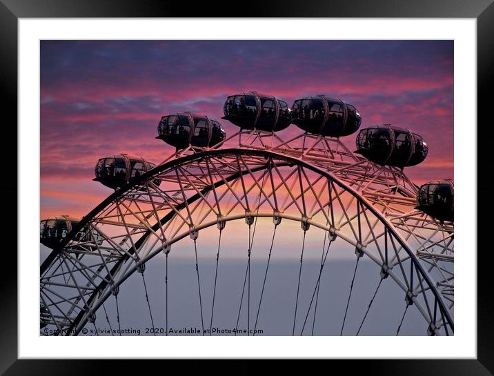  The London eye at sunset                          Framed Mounted Print by sylvia scotting