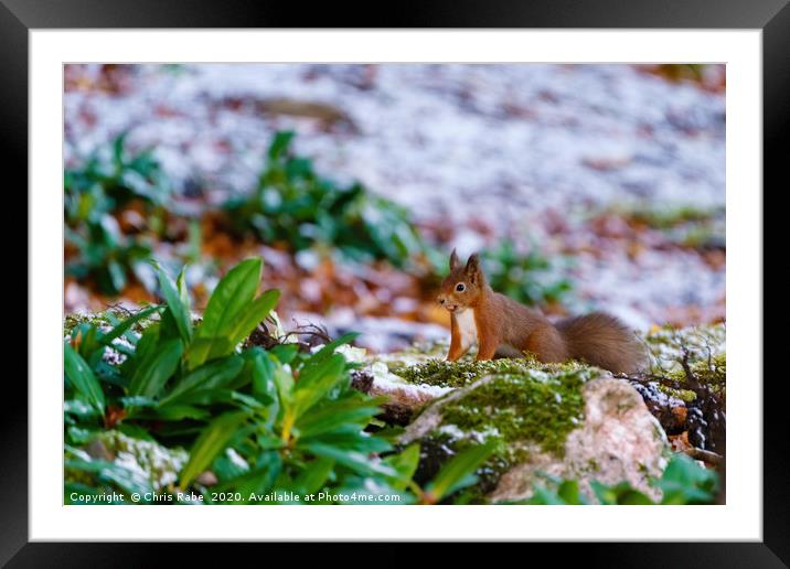 red squirrel gathering food Framed Mounted Print by Chris Rabe
