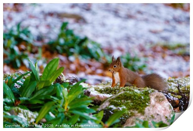 red squirrel gathering food Print by Chris Rabe