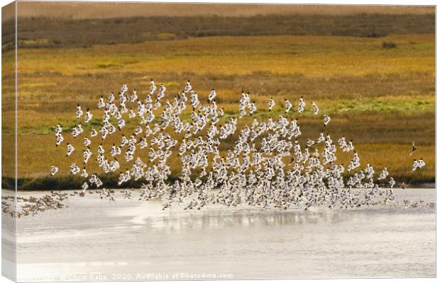 Pied Avocet flock taking off Canvas Print by Chris Rabe