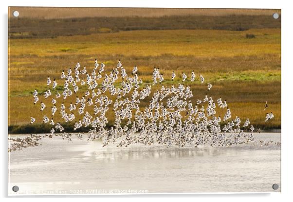 Pied Avocet flock taking off Acrylic by Chris Rabe