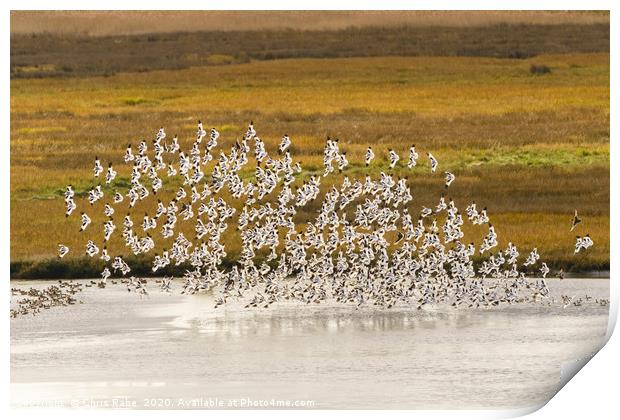 Pied Avocet flock taking off Print by Chris Rabe