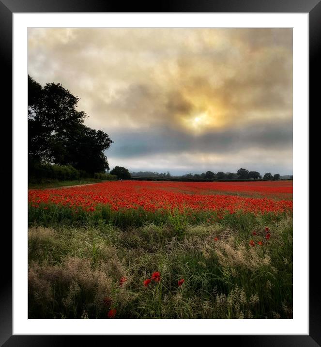 Norfolk Poppy Field  Framed Mounted Print by Jacqui Farrell