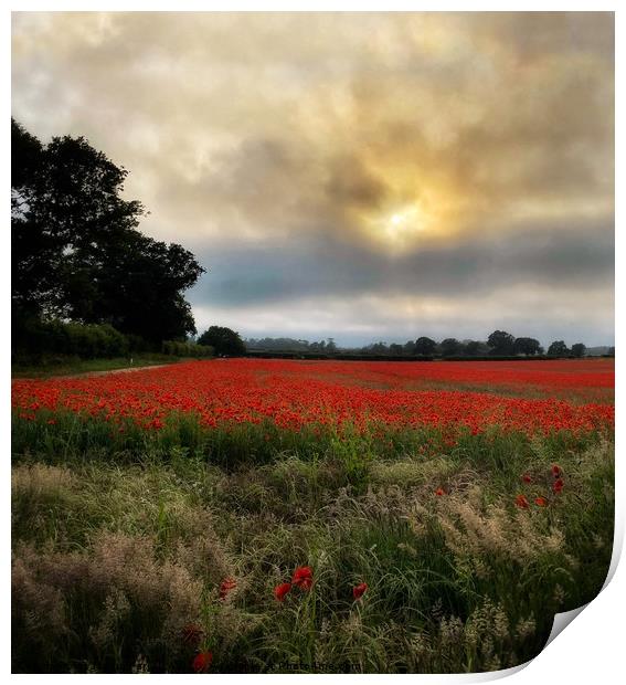 Norfolk Poppy Field  Print by Jacqui Farrell