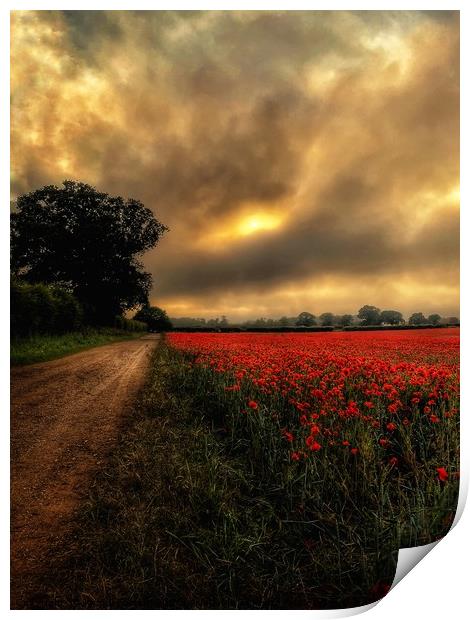 Norfolk Poppy Field and Pathway Print by Jacqui Farrell