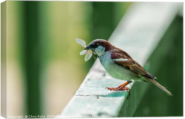 House sparrow with catch Canvas Print by Chris Rabe