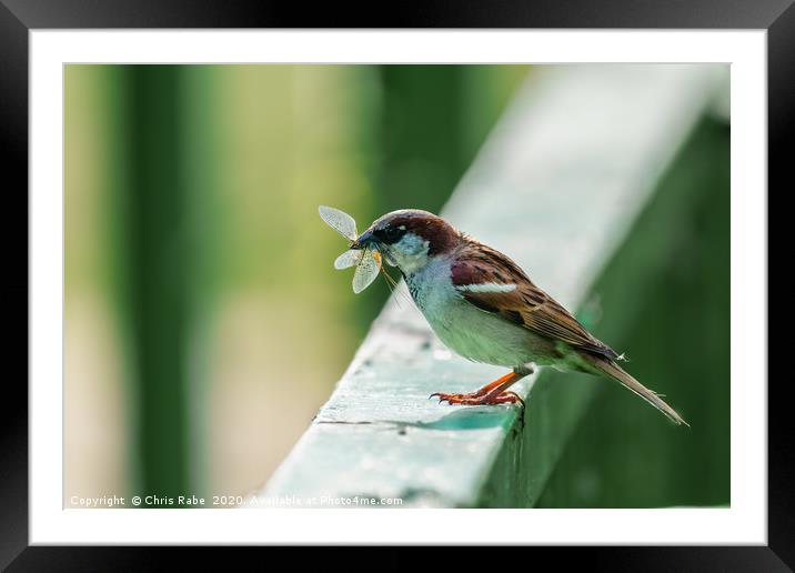 House sparrow with catch Framed Mounted Print by Chris Rabe