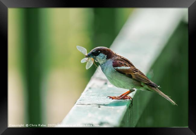 House sparrow with catch Framed Print by Chris Rabe