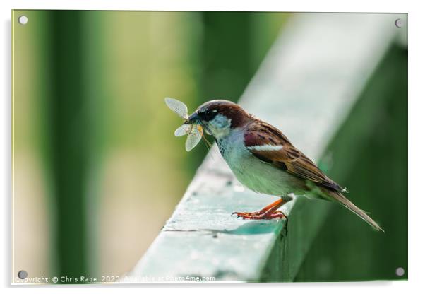 House sparrow with catch Acrylic by Chris Rabe