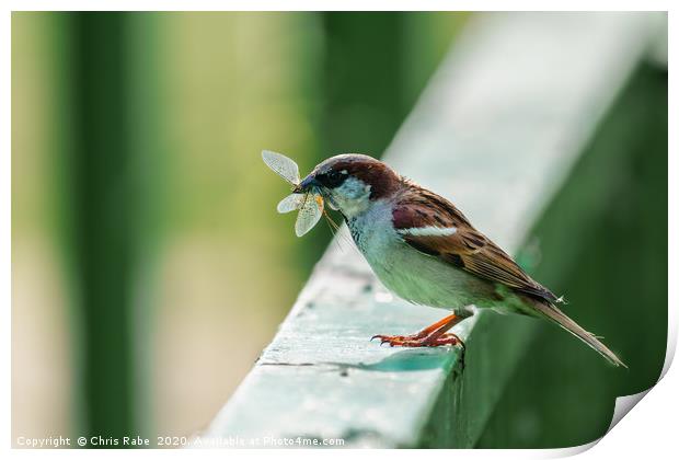 House sparrow with catch Print by Chris Rabe