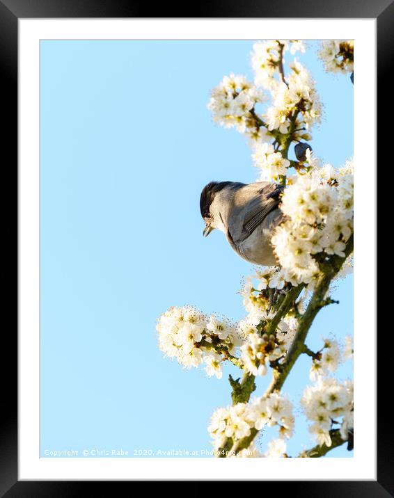 Blackcap in blossom Framed Mounted Print by Chris Rabe