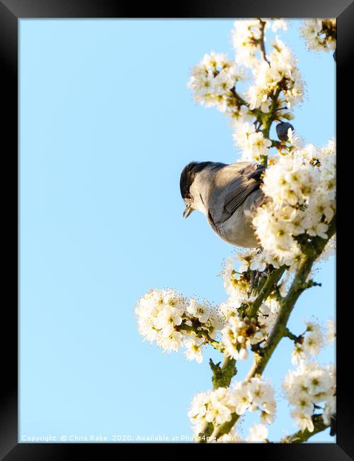 Blackcap in blossom Framed Print by Chris Rabe