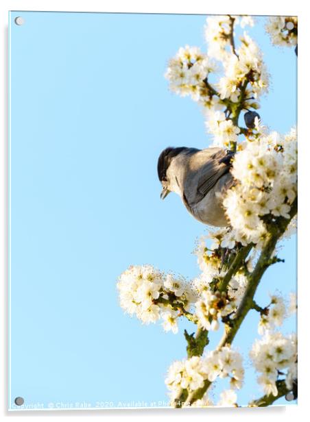 Blackcap in blossom Acrylic by Chris Rabe