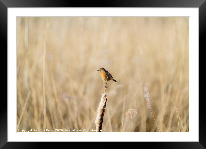 Stonechat female perched ona  reed Framed Mounted Print by Chris Rabe