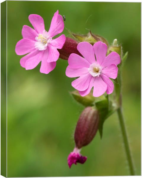 Red Campion Flower Canvas Print by Jonathan Thirkell