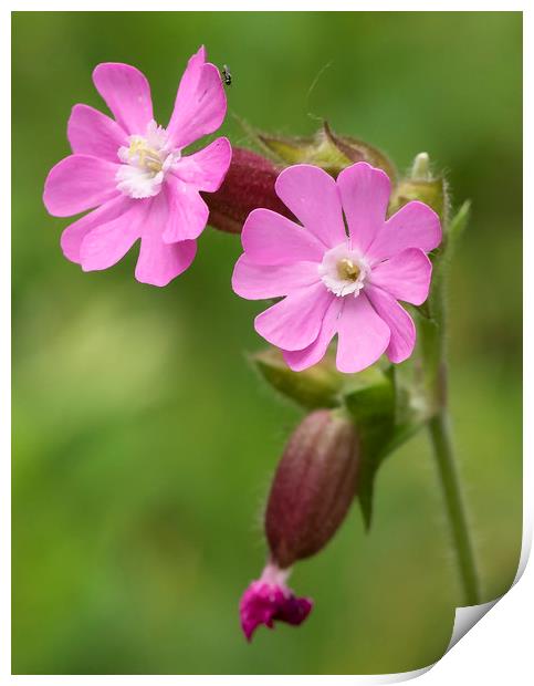 Red Campion Flower Print by Jonathan Thirkell