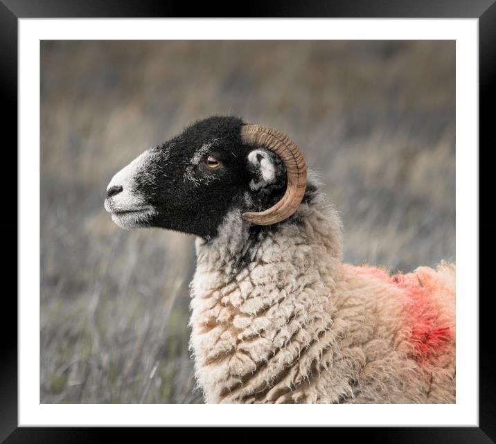 The Swaledale Ewe Framed Mounted Print by John Malley