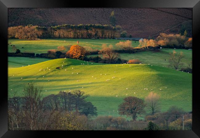 Sunrise over grazing sheep, Holt Ball, Exmoor Framed Print by Shaun Davey