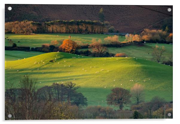 Sunrise over grazing sheep, Holt Ball, Exmoor Acrylic by Shaun Davey