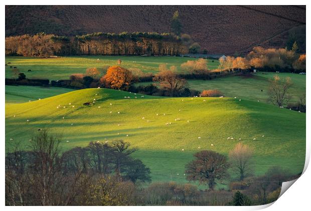 Sunrise over grazing sheep, Holt Ball, Exmoor Print by Shaun Davey