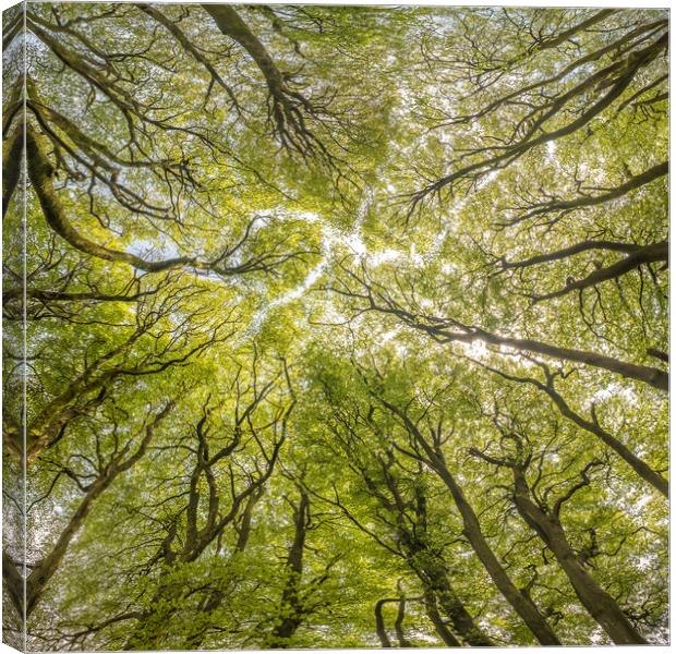 The Beech Tree Canopy at Three Combes Foot, Exmoor Canvas Print by Shaun Davey