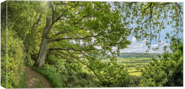 View from beneath a spreading oak, Selworthy Woods Canvas Print by Shaun Davey