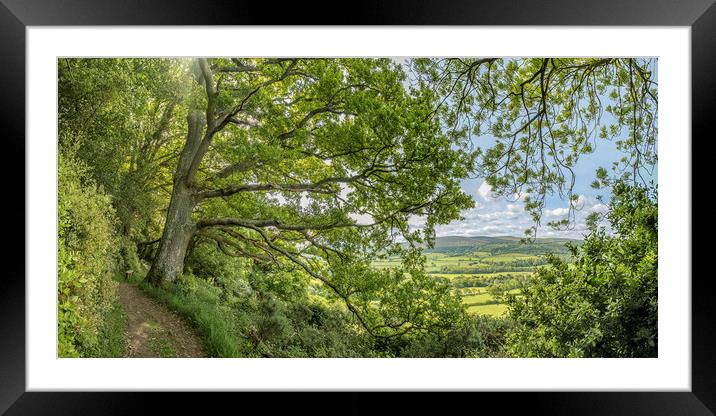 View from beneath a spreading oak, Selworthy Woods Framed Mounted Print by Shaun Davey