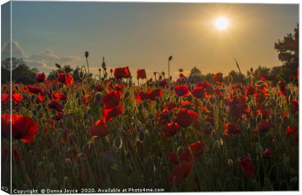 Poppy field at sunset Canvas Print by Donna Joyce