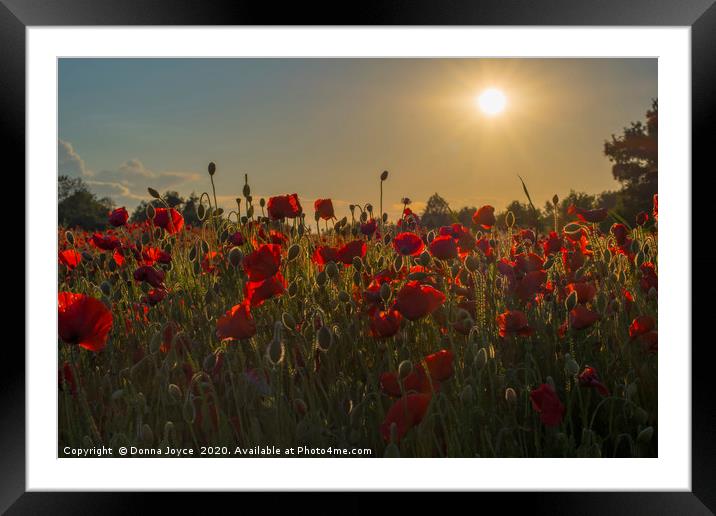 Poppy field at sunset Framed Mounted Print by Donna Joyce