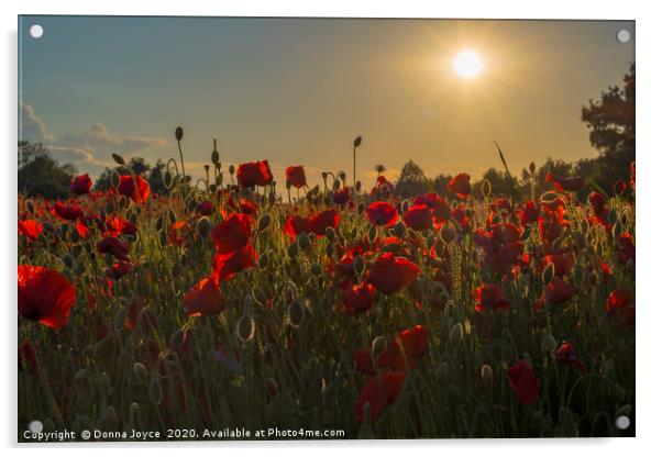 Poppy field at sunset Acrylic by Donna Joyce
