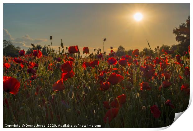 Poppy field at sunset Print by Donna Joyce