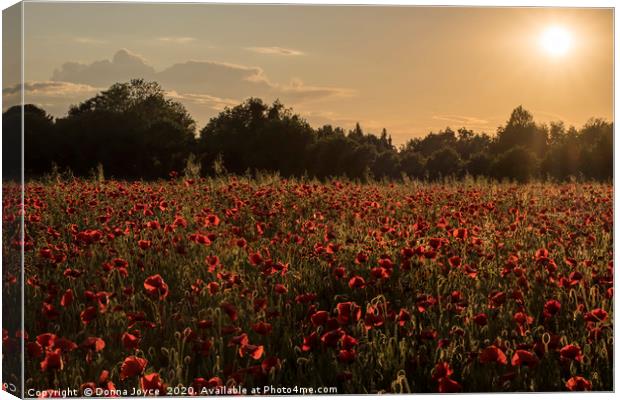 Poppy field at Sunset Canvas Print by Donna Joyce