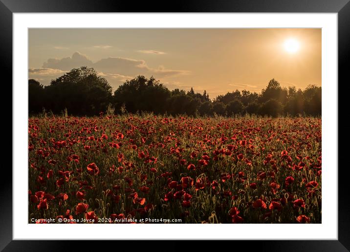 Poppy field at Sunset Framed Mounted Print by Donna Joyce