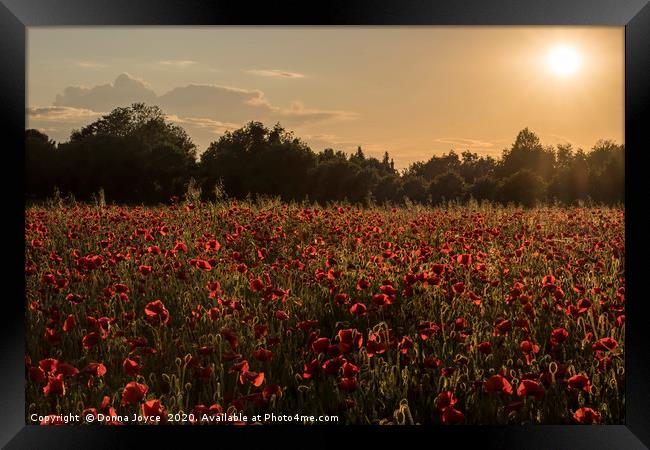 Poppy field at Sunset Framed Print by Donna Joyce