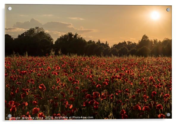 Poppy field at Sunset Acrylic by Donna Joyce