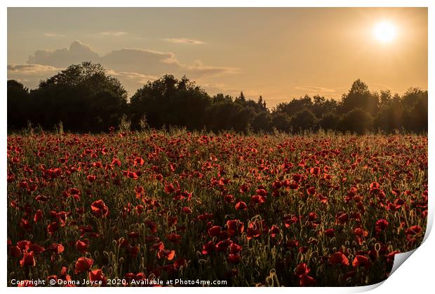 Poppy field at Sunset Print by Donna Joyce