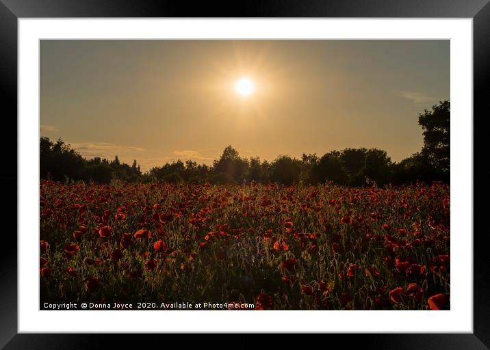 Sunset over the poppy field Framed Mounted Print by Donna Joyce