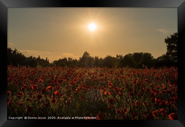 Sunset over the poppy field Framed Print by Donna Joyce