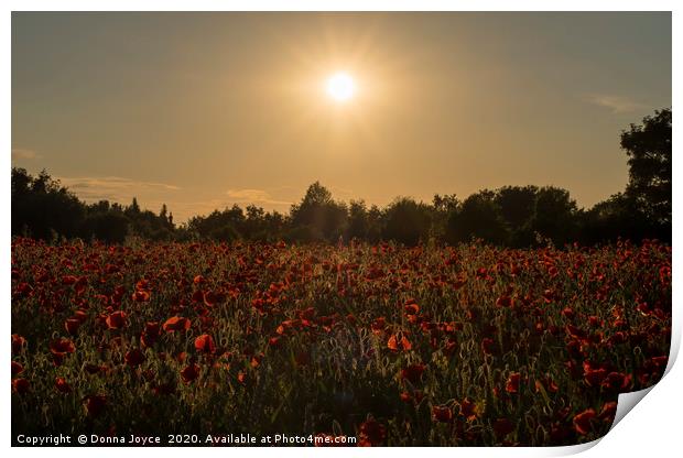 Sunset over the poppy field Print by Donna Joyce