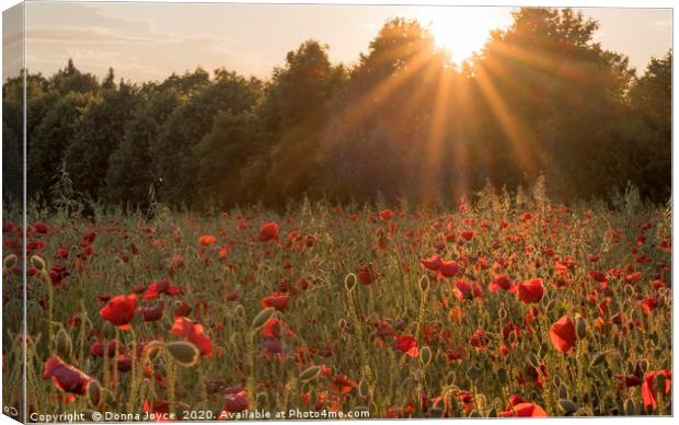 Sunburst over poppy field Canvas Print by Donna Joyce