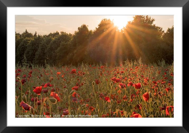 Sunburst over poppy field Framed Mounted Print by Donna Joyce