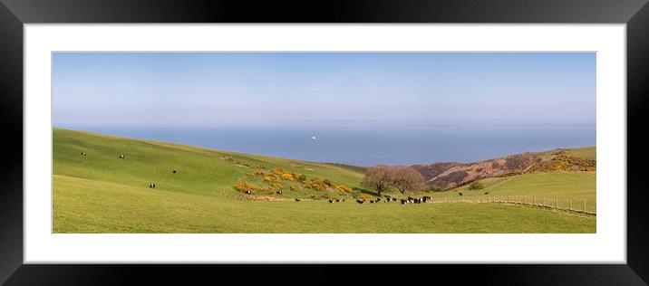 Cattle Grazing on the Edge, Exmoor  Framed Mounted Print by Shaun Davey