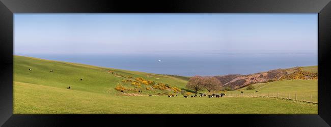Cattle Grazing on the Edge, Exmoor  Framed Print by Shaun Davey