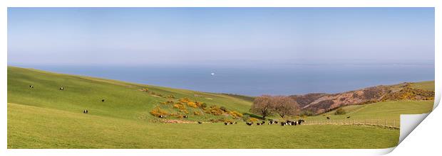 Cattle Grazing on the Edge, Exmoor  Print by Shaun Davey