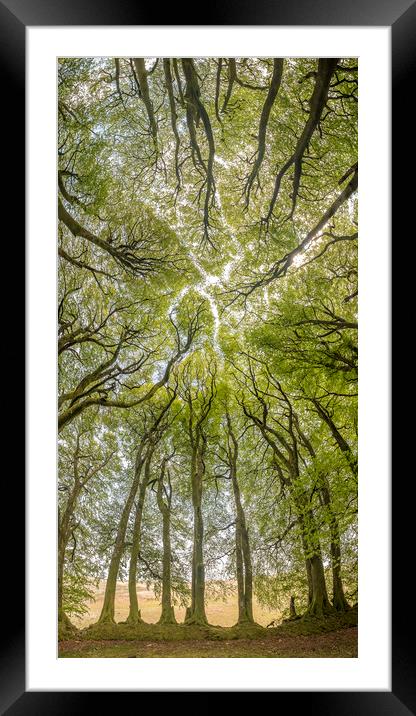 The Beech Tree Canopy at Three Combes Foot, Exmoor Framed Mounted Print by Shaun Davey