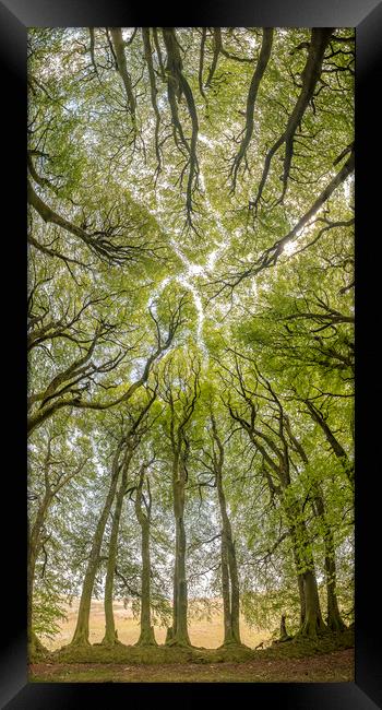 The Beech Tree Canopy at Three Combes Foot, Exmoor Framed Print by Shaun Davey