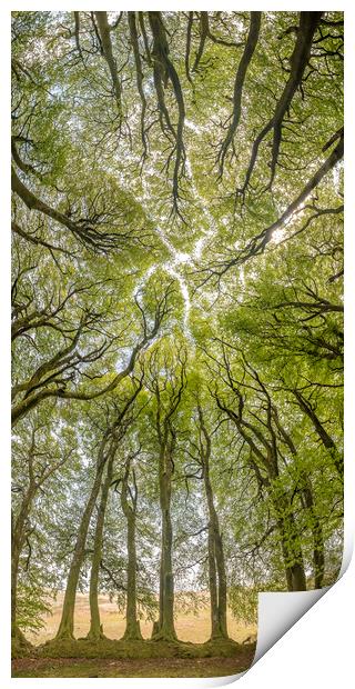The Beech Tree Canopy at Three Combes Foot, Exmoor Print by Shaun Davey