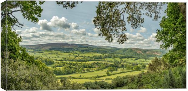 A view from beneath the trees of Selworthy Woods Canvas Print by Shaun Davey