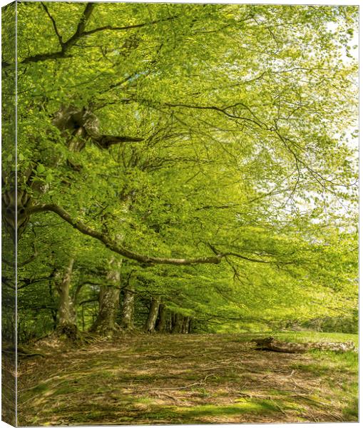 Spreading Beech Trees, Wootton Common, Exmoor Canvas Print by Shaun Davey